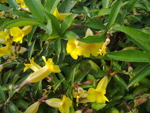 Chụp-ảnh-thử-bằng-Nokia-N86-8MP