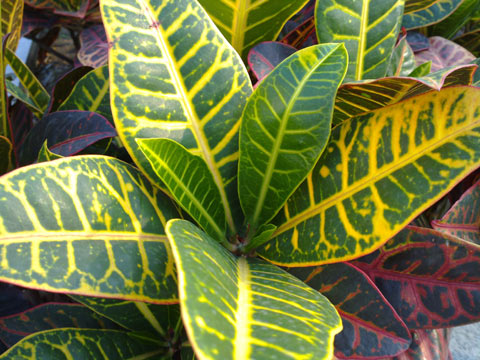 Chụp-ảnh-thử-bằng-Nokia-N86-8MP