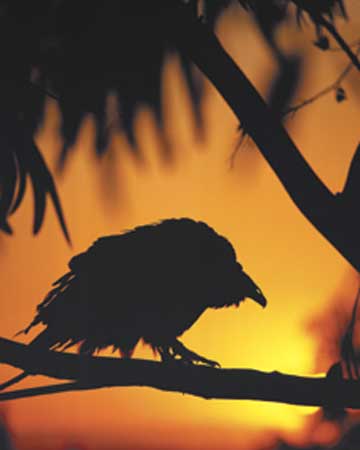 Kỹ-thuật-chụp-ảnh-ngược-sáng Kỹ-thuật-chụp-ảnh-ngược-sáng