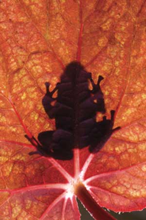 Kỹ-thuật-chụp-ảnh-ngược-sáng Kỹ-thuật-chụp-ảnh-ngược-sáng