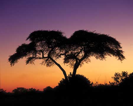 Kỹ-thuật-chụp-ảnh-ngược-sáng Kỹ-thuật-chụp-ảnh-ngược-sáng