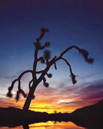 Kỹ-thuật-chụp-ảnh-ngược-sáng Kỹ-thuật-chụp-ảnh-ngược-sáng