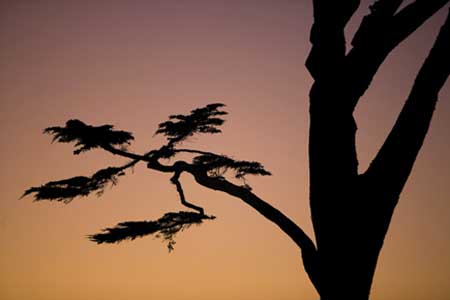 Kỹ-thuật-chụp-ảnh-ngược-sáng Kỹ-thuật-chụp-ảnh-ngược-sáng