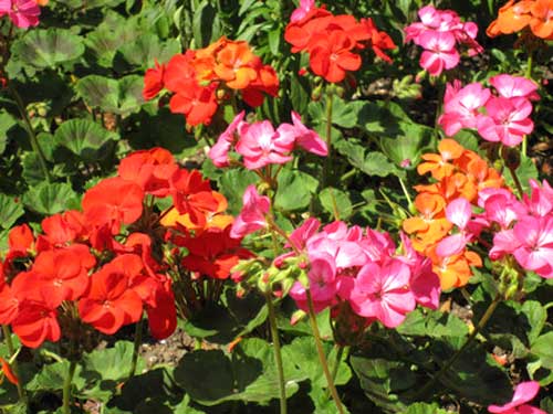 Thử-máy-ảnh-Canon-cảm-ứng-đầu-tiên