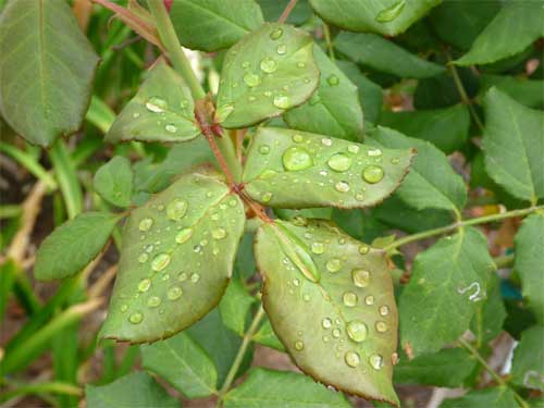 Chụp-thử-bằng-Panasonic-Lumix-FP8