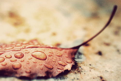 Chụp-ảnh-dưới-mưa