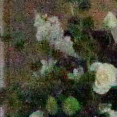 Canon-7D,-50D-và-5D-Mark-II-đọ-ảnh