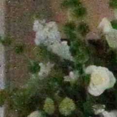 Canon-7D,-50D-và-5D-Mark-II-đọ-ảnh