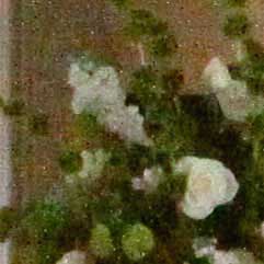 Canon-7D,-50D-và-5D-Mark-II-đọ-ảnh