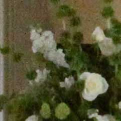 Canon-7D,-50D-và-5D-Mark-II-đọ-ảnh