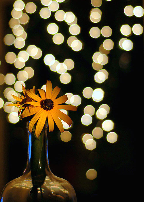 Những-bức-ảnh-có-bokeh-đẹp