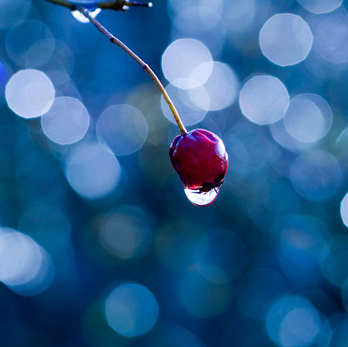 Những-bức-ảnh-có-bokeh-đẹp