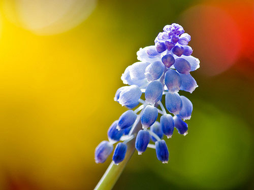 Những-bức-ảnh-có-bokeh-đẹp