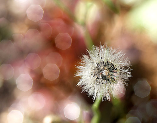 Những-bức-ảnh-có-bokeh-đẹp