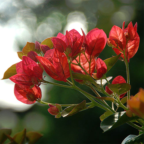 Những-bức-ảnh-có-bokeh-đẹp