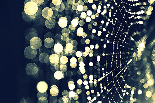 Những-bức-ảnh-có-bokeh-đẹp