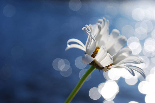 Những-bức-ảnh-có-bokeh-đẹp