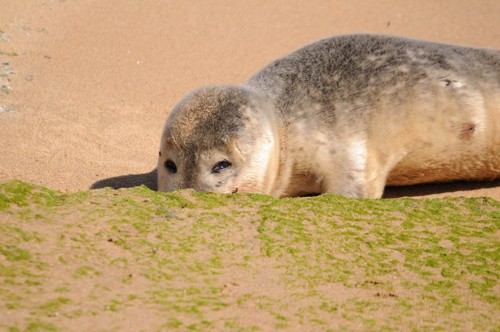 Sigma-giới-thiệu-ống-150-500mm-F5-6.3-cho-Sony-và-Pentax