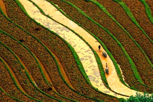 Vòng-đời-của-lúa Vòng-đời-của-lúa