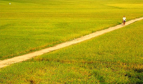 Vòng-đời-của-lúa Vòng-đời-của-lúa