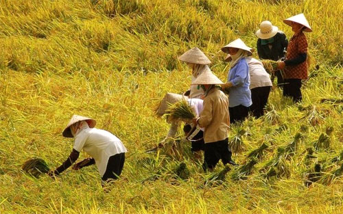 Vòng-đời-của-lúa Vòng-đời-của-lúa