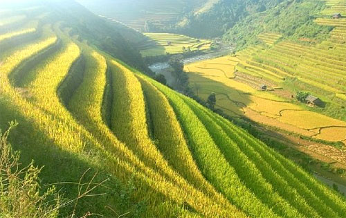 Vòng-đời-của-lúa Vòng-đời-của-lúa