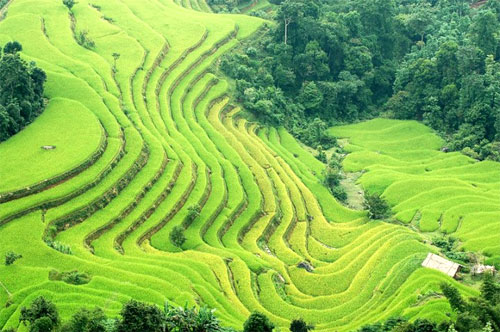 Vòng-đời-của-lúa Vòng-đời-của-lúa