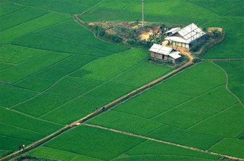 Vòng-đời-của-lúa Vòng-đời-của-lúa