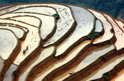 Vòng-đời-của-lúa Vòng-đời-của-lúa