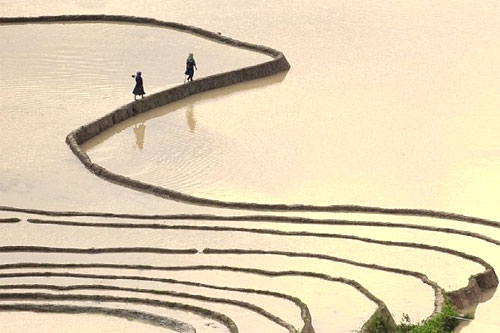 Vòng-đời-của-lúa Vòng-đời-của-lúa