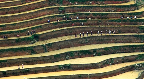 Vòng-đời-của-lúa Vòng-đời-của-lúa