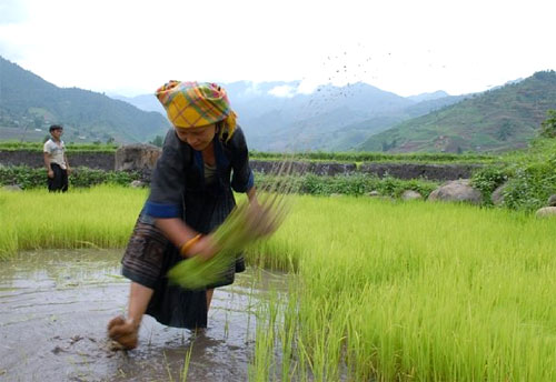 Vòng-đời-của-lúa Vòng-đời-của-lúa