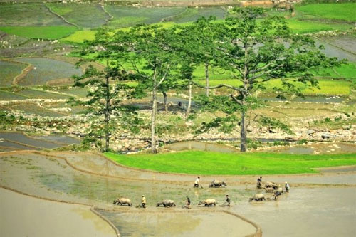 Vòng-đời-của-lúa Vòng-đời-của-lúa