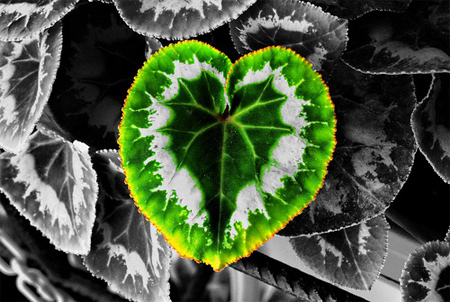 Điểm-nhấn-lôi-cuốn-trong-ảnh-màu-cục-bộ