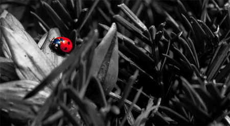 Điểm-nhấn-lôi-cuốn-trong-ảnh-màu-cục-bộ