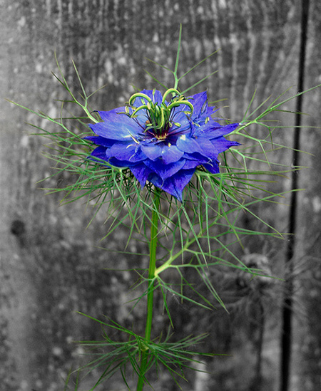 Điểm-nhấn-lôi-cuốn-trong-ảnh-màu-cục-bộ