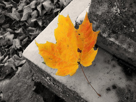 Điểm-nhấn-lôi-cuốn-trong-ảnh-màu-cục-bộ