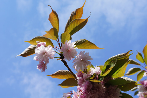 Ảnh-chụp-thử-bằng-Sony-NEX-5