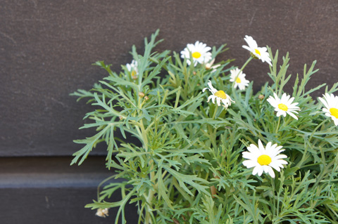 Ảnh-chụp-thử-bằng-Sony-NEX-5