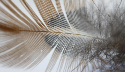 Biến-hóa-ống-kính-để-chụp-macro