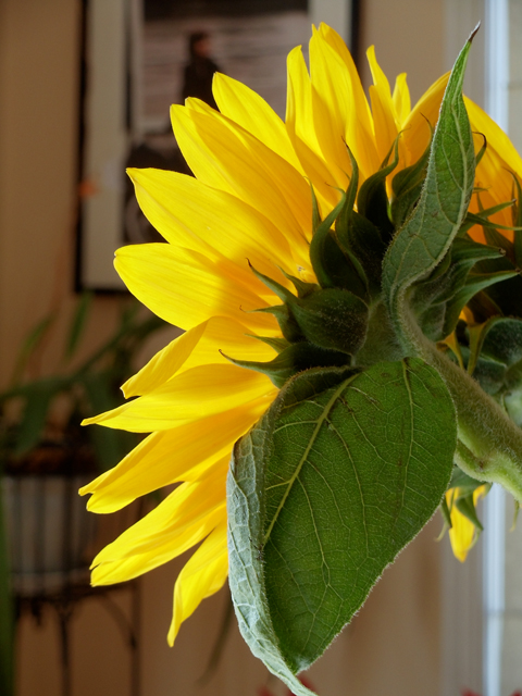 Sony-Cybershot-W370-máy-rẻ-zoom-dài