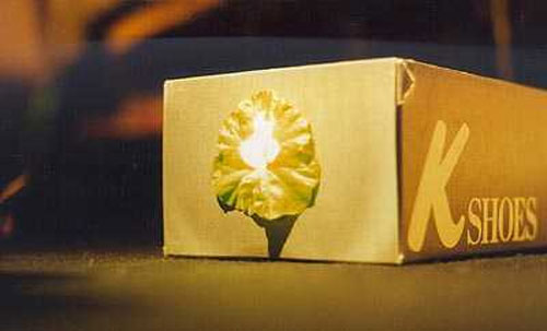 Rửa ảnh trên lá cây