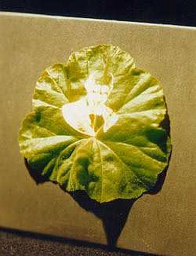 Rửa ảnh trên lá cây