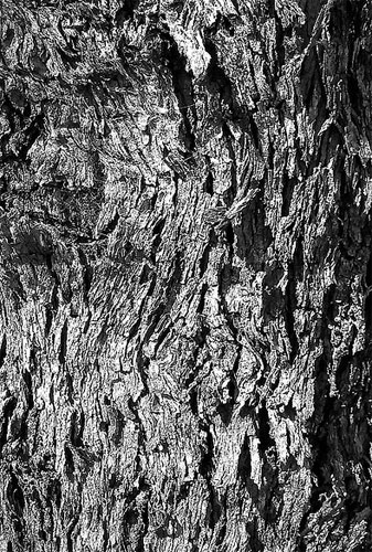 Ảnh đen trắng chụp thế nào cho ấn tượng