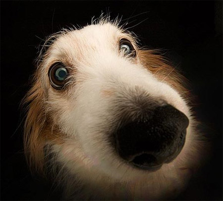 20 bức ảnh sử dụng ống kính 'mắt cá' đặc sắc