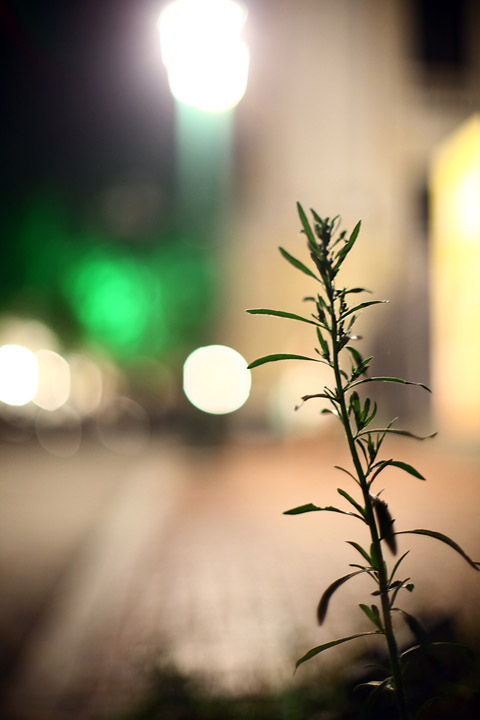 10 mẹo để chụp ảnh đẹp hơn