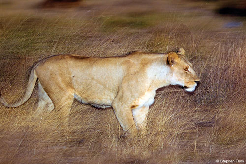 70 – 200mm là tiêu cự thông dụng nhất để chụp thiên nhiên 70 – 200mm là tiêu cự thông dụng nhất để chụp thiên nhiên