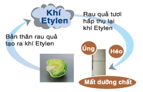 Công nghệ Khử Mùi & Diệt Khuẩn HYBRID PLASMA của Tủ Lạnh Toshiba