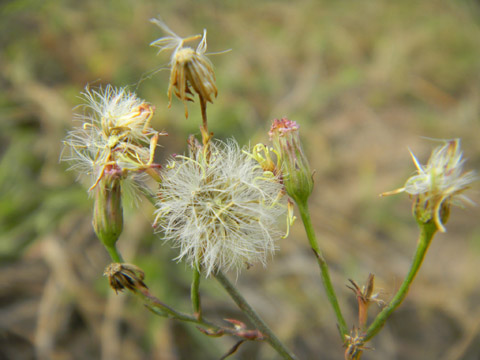 Review: Nikon Coolpix S1100pj