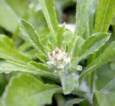 Nấu ăn: Xôi Khúc nóng trong tiết trời đông